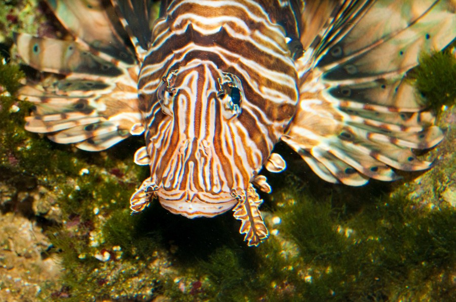 Volitan Lionfish (Pterois volitans) Portrait in Aquarium
